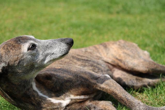 How much do Greyhounds sleep