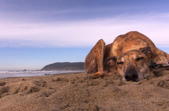 Why Do Greyhounds Sleep So Much?