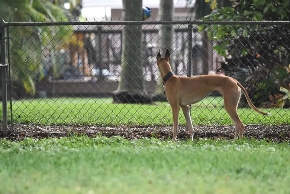 can greyhounds be left alone