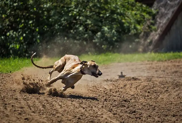 Do Greyhounds Need a Lot of Exercise?