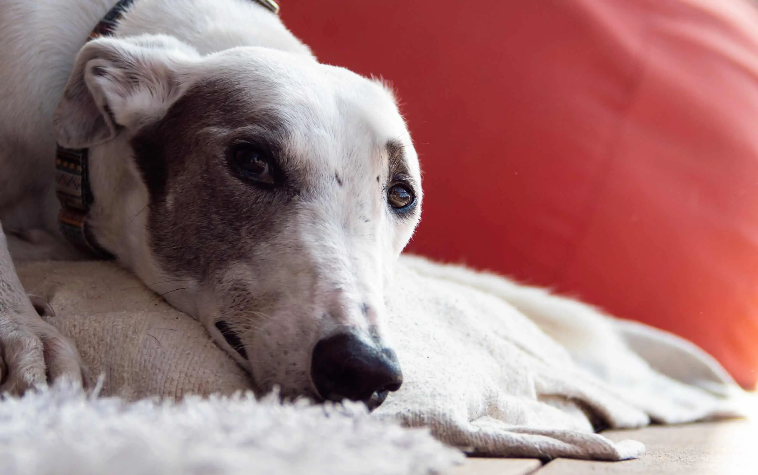 Can Greyhounds Live In Apartments?