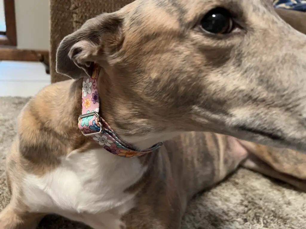 Brittany's new Floral Martingale Collar