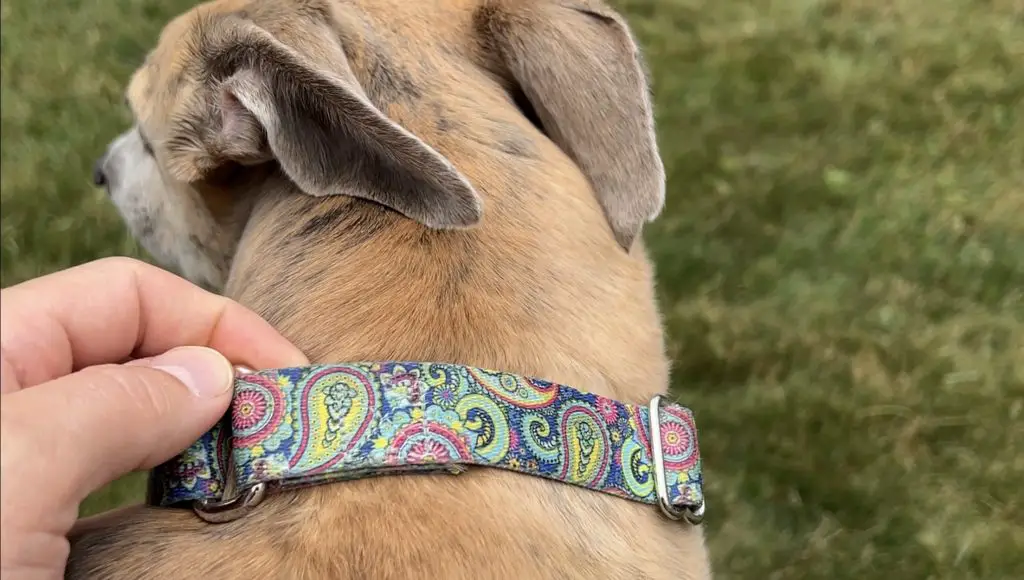 Greyhound Martingale Collars