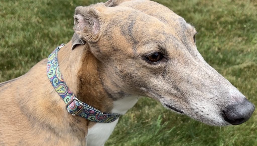 Brittany's Martingale Collar