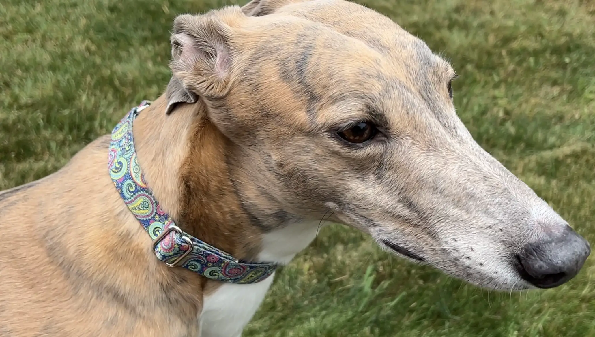 What Is The Best Collar for Greyhounds?