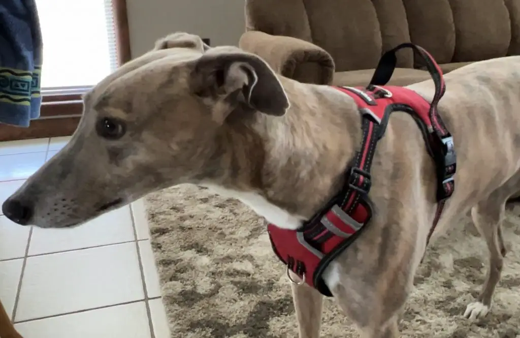 Dog harness for Greyhounds