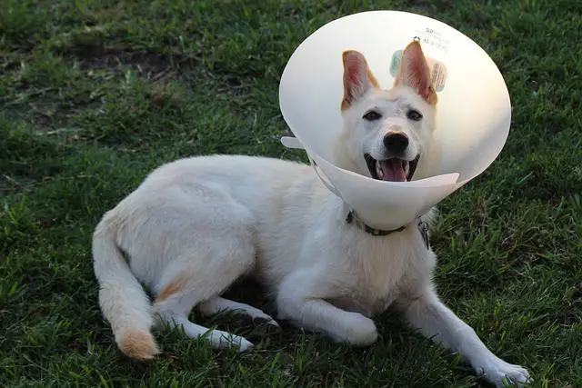 Dog cone of shame