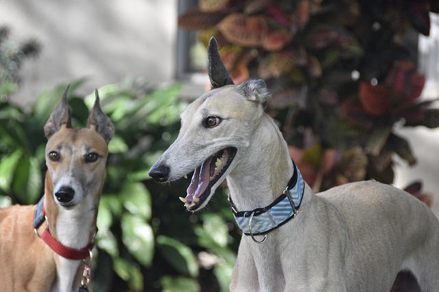 can greyhounds be left alone