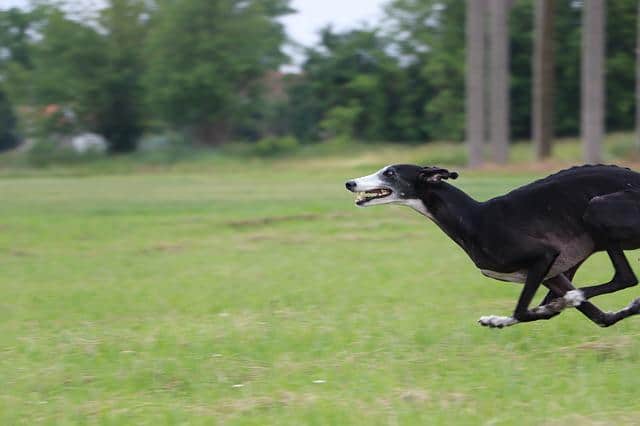 How Fast Can a Greyhound Run? Answer – REALLY FAST!