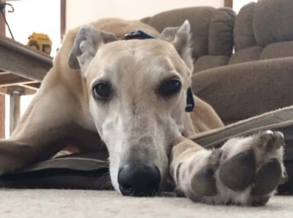 How Much do Greyhounds Cost?