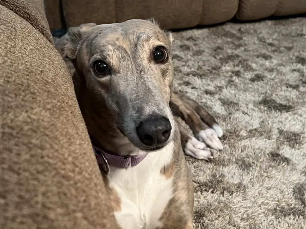 Greyhound Brittany peaking over the couch