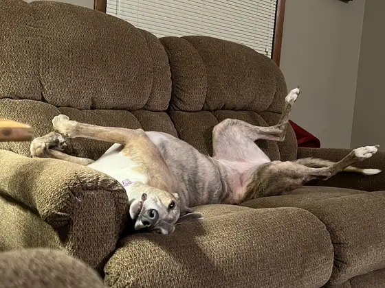 Brittany the Greyhound being a couch potato