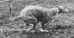 Brittany the Greyhound running around the yard