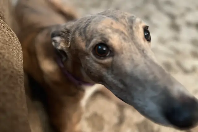 How Much Do Greyhounds Cost? A Comprehensive Guide
