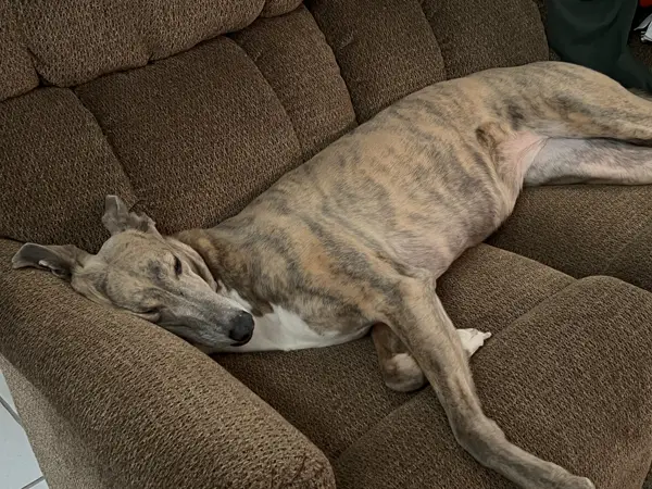 Brittany sleeping dinner off on the couch