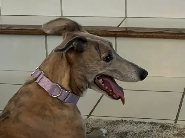 Brittany the Greyhound