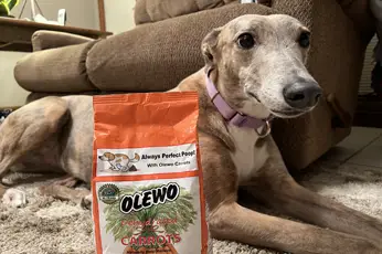 Olewo Carrots for Greyhounds: Brittany’s Digestive Nightmare Solved!