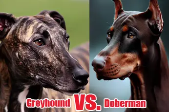 Greyhound vs Doberman: 10 Reasons Why They Are Different