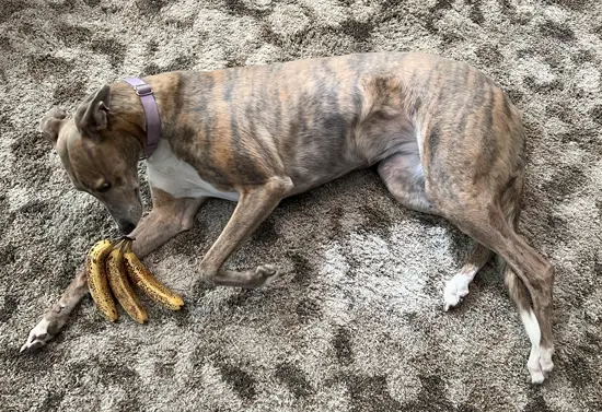 Brittany the Greyhound Eating Bananas