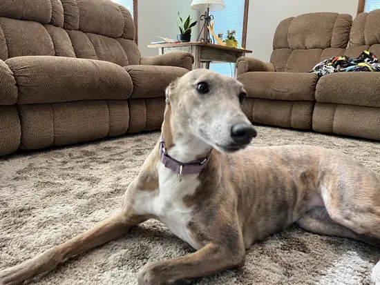 Brittany the Greyhound