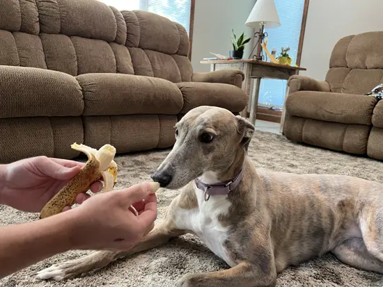Greyhound eating a banana
