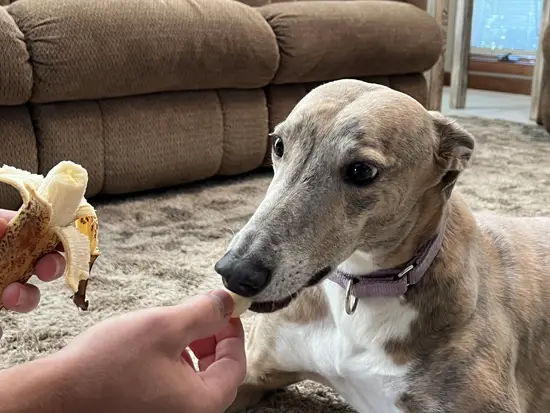 Brittany the Greyhound Eating Bananas