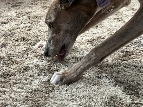Greyhound eating something off the floor