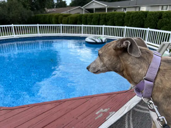 Brittany the Greyhound by the Swimming Pool