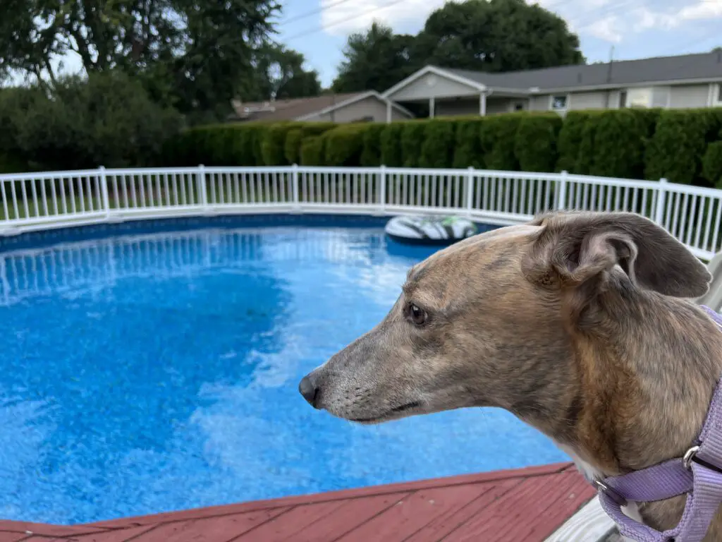 Brittany the Greyhound by the Swimming Pool