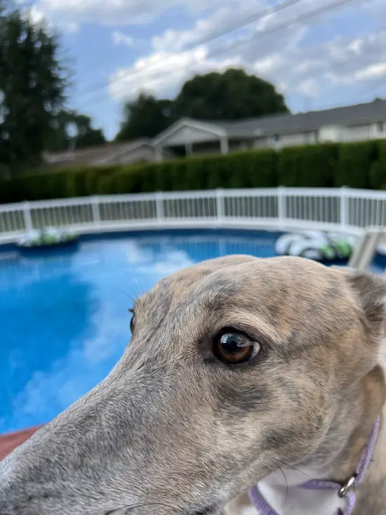 Greyhound by a Swimming Pool