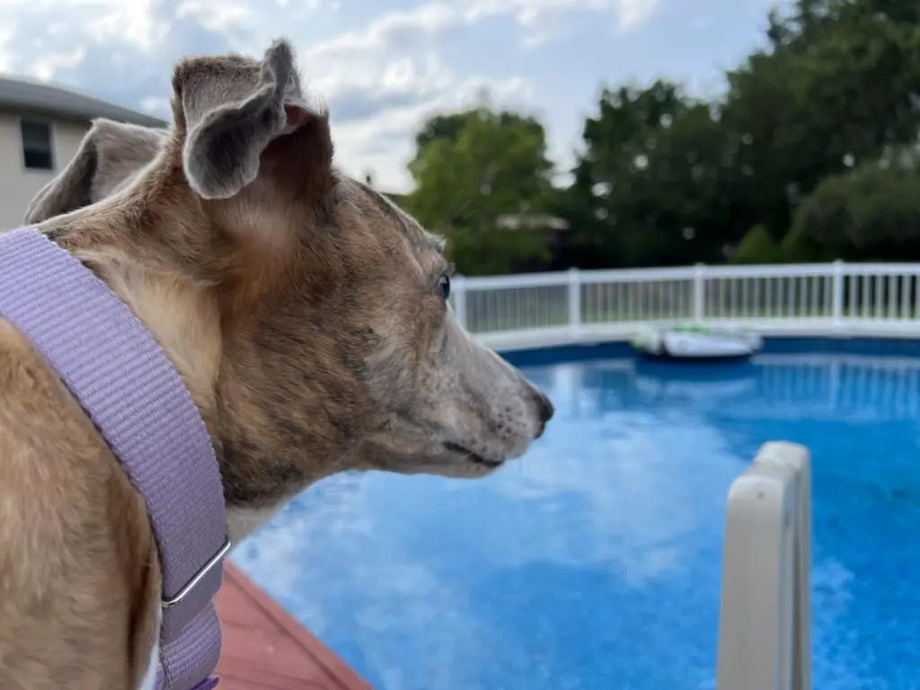 Brittany the Greyhound by the Swimming Pool