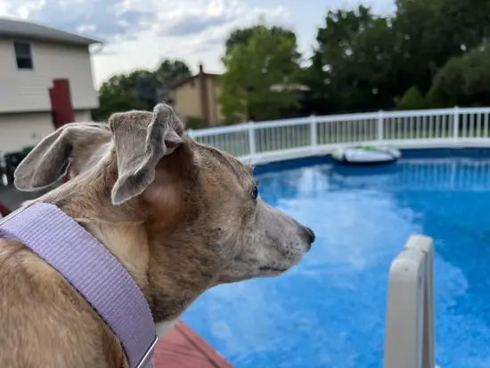 Greyhounds swimming