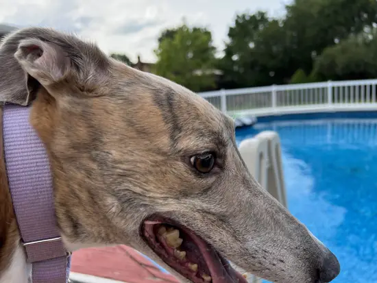 Brittany the Greyhound by the Swimming Pool
