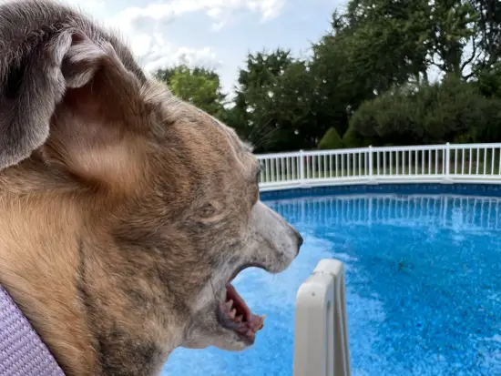 Brittany the Greyhound by the Swimming Pool