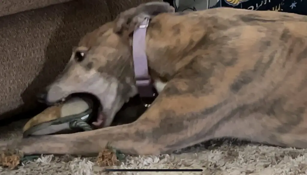 Brittany the Greyhound and cats
