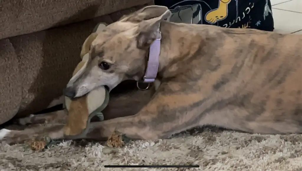 Greyhounds with cats