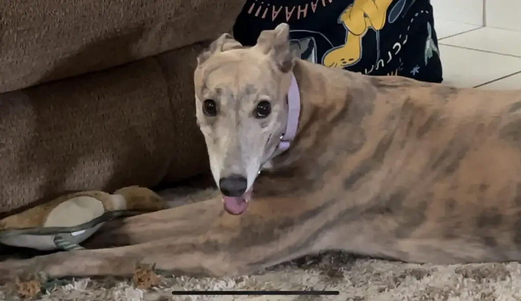 Brittany the Greyhound and cats