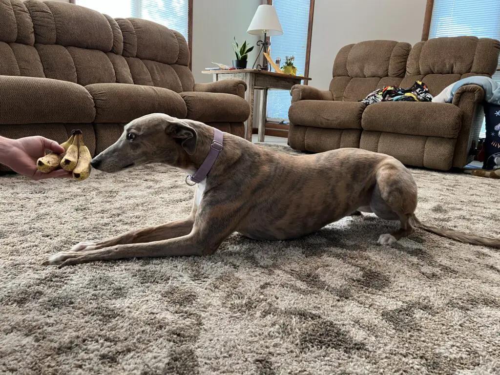 Brittany the Greyhound Smelling Bananas