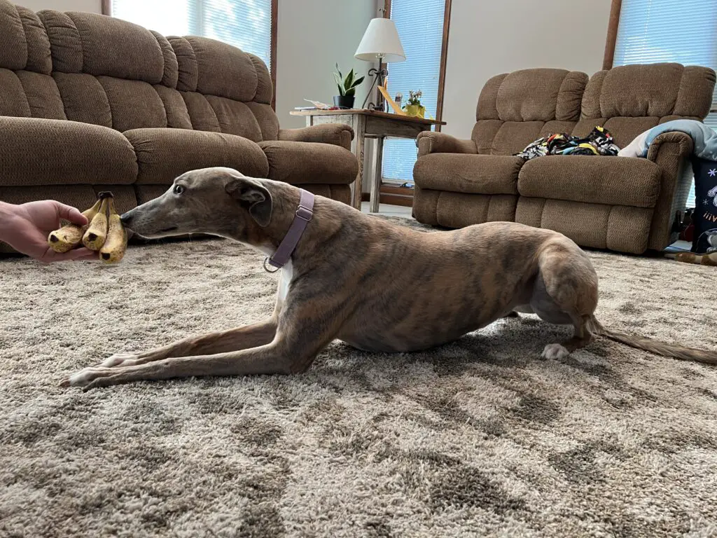 Brittany the Greyhound thinking of eating a banana