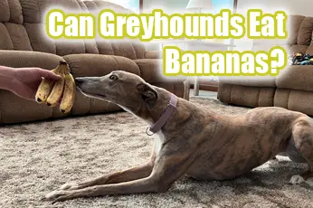 Can Greyhounds Eat Bananas?