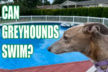 Can Greyhounds Swim? A Safe Swimming Guide For Your Hound