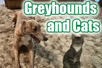 Can Greyhounds Live With Cats? A Friendly Guide To Make It Work