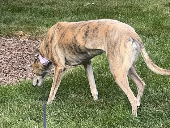 Brittany the Greyhound looking for rabbits