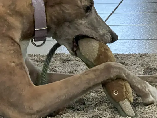 Brittany the Greyhound aggressively chewing her toys