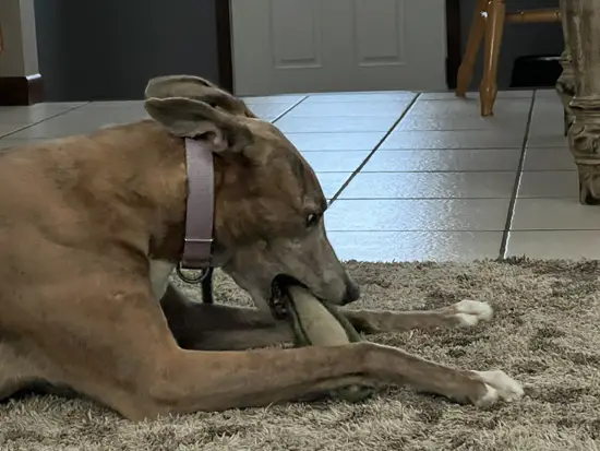 Brittany the Greyhound with her favorite chew toy