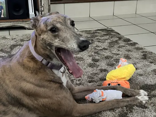 Brittany the Greyhound taking a break from chewing her toys