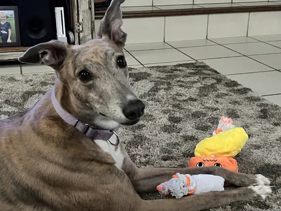 Brittany the Greyhound Ears up