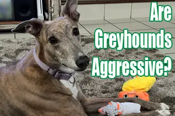 Are Greyhounds Aggressive?