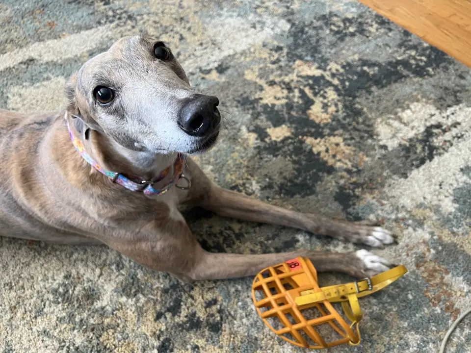 Happy Brittany the Greyhound not wearing her muzzle