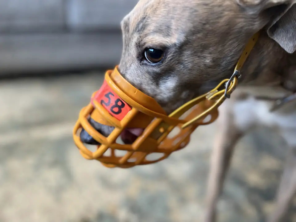 Brittany modeling her yellow basket muzzle